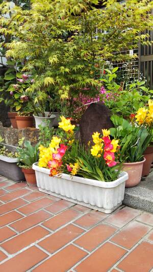 お花を見ながらお茶でもいかがでしょうか